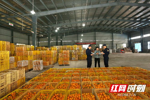 组图丨长沙海关优服务助力特色农产品柑橘出口