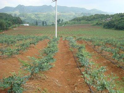 组培蓝莓苗 百色农业 在线咨询 夷陵蓝莓苗